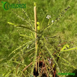 ROSICZKA Drosera INDICA complex - 20 nasion