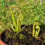 Rosiczka Drosera REGIA