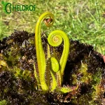 Rosiczka Drosera REGIA