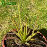 Rosiczka Drosera REGIA