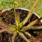 Rosiczka Drosera REGIA