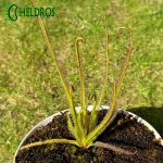 Rosiczka Drosera REGIA