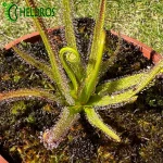 Rosiczka Drosera REGIA
