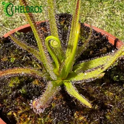DROSERA REGIA - Królewska