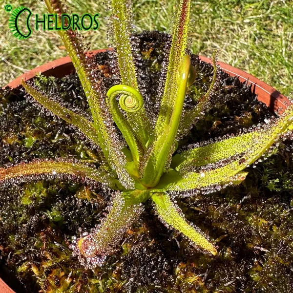 Rosiczka Drosera REGIA