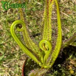 Rosiczka Drosera REGIA