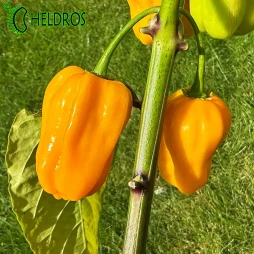 Papryka HABANERO BIG SUN - 10 nasion