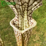 Kapturnica Sarracenia Leucophylla MK L12B