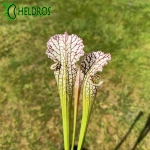 Kapturnica Sarracenia Leucophylla MK L12B
