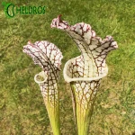 Kapturnica Sarracenia Leucophylla MK L12B