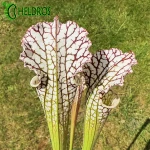 Kapturnica Sarracenia Leucophylla MK L12B
