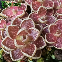 TŁUSTOSZ Pinguicula EHLERSIAE Red