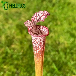 MK L43 Sarracenia Leucophylla Pink upper tube