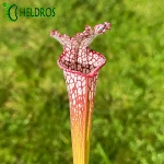 Sarracenia Leucophylla MK L43