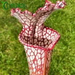 Sarracenia Leucophylla MK L43