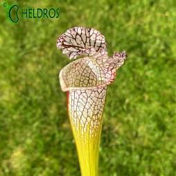 MK L54 Sarracenia Leucophylla Large form