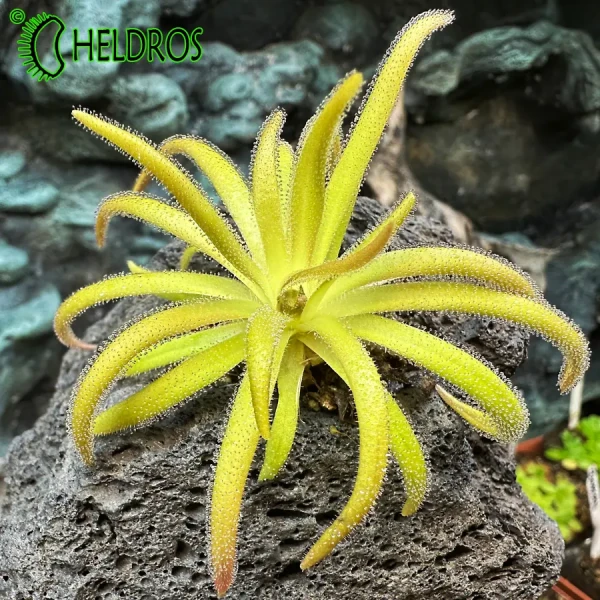 Tłustosz Pinguicula Calderoniae x Gypsicola