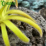 Tłustosz Pinguicula Calderoniae x Gypsicola