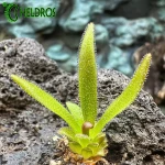 Tłustosz Pinguicula Calderoniae x Gypsicola