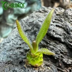 Tłustosz Pinguicula Calderoniae x Gypsicola