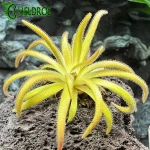 Tłustosz Pinguicula Calderoniae x Gypsicola