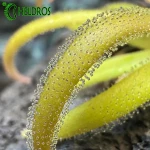 Tłustosz Pinguicula Calderoniae x Gypsicola