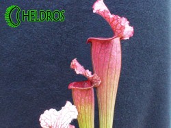 Kapturnica-Sarracenia-Juthatip-Soper-piękna-ciemna-roślina
