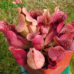 KAPTURNICA Sarracenia PURPUREA - łowca