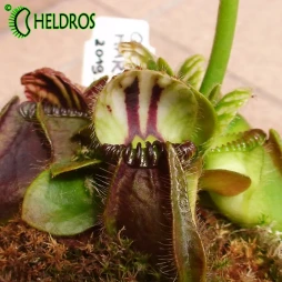 CEFALOTUS QUEEN MARY - Cephalotus, 10 nasion