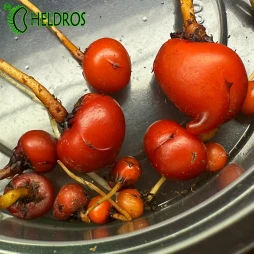 ROSICZKA Drosera RUPICOLA - bulwa