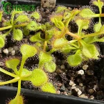Drosera RUPICOLA