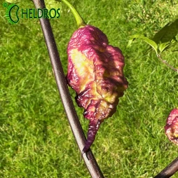 Papryka Chili THOR'S THUNDERBOLT - 10 nasion