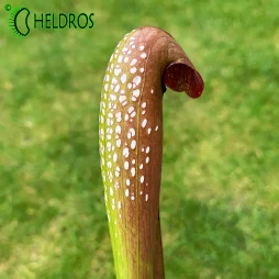 MK M8 Sarracenia Minor var. okefenokeensis