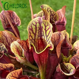 KAPTURNICA Sarracenia 'DRACULA'
