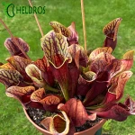 Sarracenia DRACULA