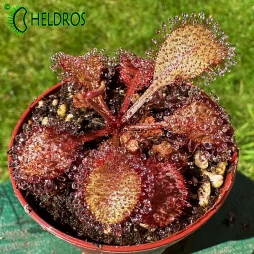 ROSICZKA Drosera ANDROMEDA