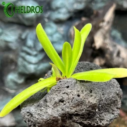 TŁUSTOSZ Pinguicula MOCTEZUMAE x GIGANTEA