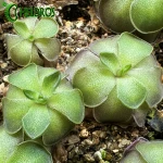 Pinguicula CYCLOSECTA (Dulces Nombres, Nuevo León)
