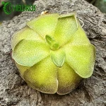 Pinguicula CYCLOSECTA (Dulces Nombres, Nuevo León)