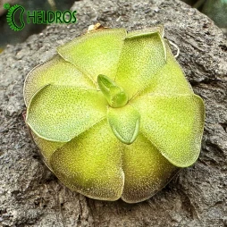 TŁUSTOSZ Pinguicula CYCLOSECTA (Dulces Nombres, Nuevo León)