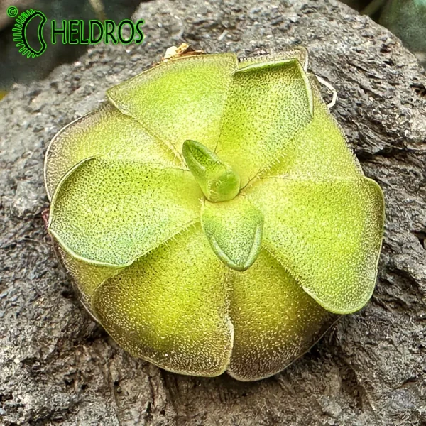 Pinguicula CYCLOSECTA (Dulces Nombres, Nuevo León)