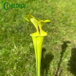 MK F72 Sarracenia Flava var. rugelii, Giant form, large lid (F38,JA), has red edge to lid