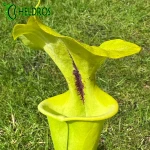 MK F72 Sarracenia Flava var. rugelii, Giant form, large lid (F38,JA), has red edge to lid