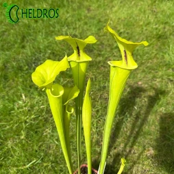 MK F72 Sarracenia Flava var. Rugelii
