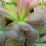 TŁUSTOSZ Pinguicula AGNATA x JAUMAVENSIS