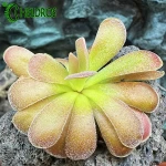 TŁUSTOSZ Pinguicula AGNATA x JAUMAVENSIS