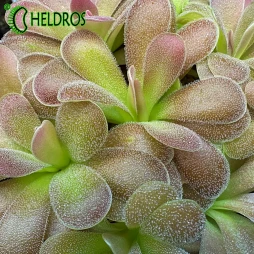 TŁUSTOSZ Pinguicula AGNATA x JAUMAVENSIS