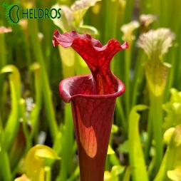 MK H168 Sarracenia x Moorei, all red
