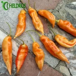 Papryka Chilli Sugar Rush Stripey