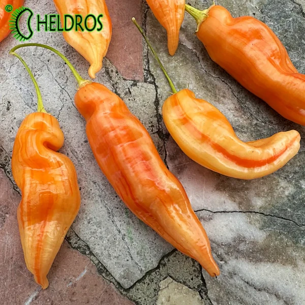 Papryka Chilli Sugar Rush Stripey